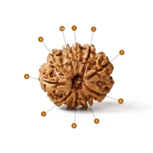 10_Mukhi_Rudraksha