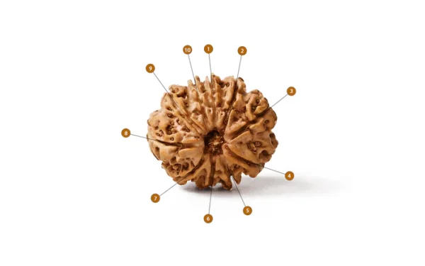 10_Mukhi_Rudraksha