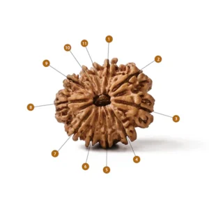 11_Mukhi_Rudraksha