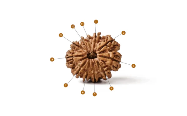11_Mukhi_Rudraksha