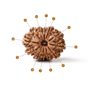 12_Mukhi_Rudraksha
