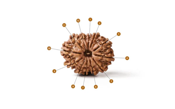 12_Mukhi_Rudraksha