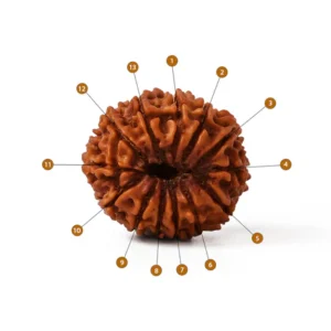 13_Mukhi_Rudraksha