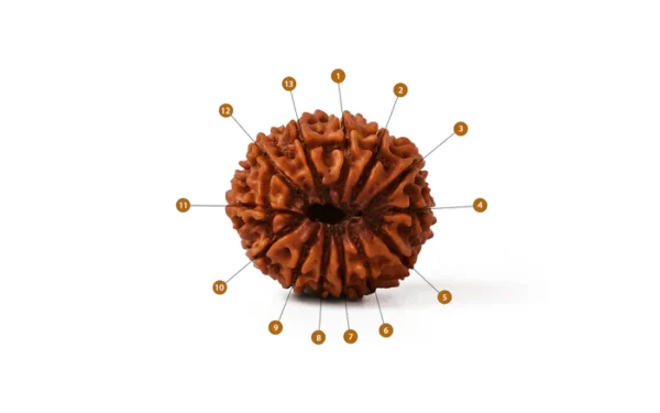 13_Mukhi_Rudraksha