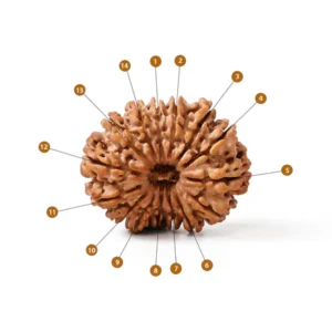 14_Mukhi_Rudraksha