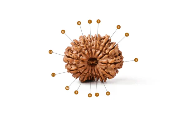 14_Mukhi_Rudraksha