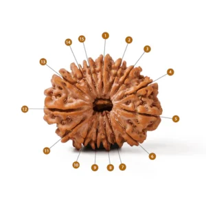 15_Mukhi_Rudraksha