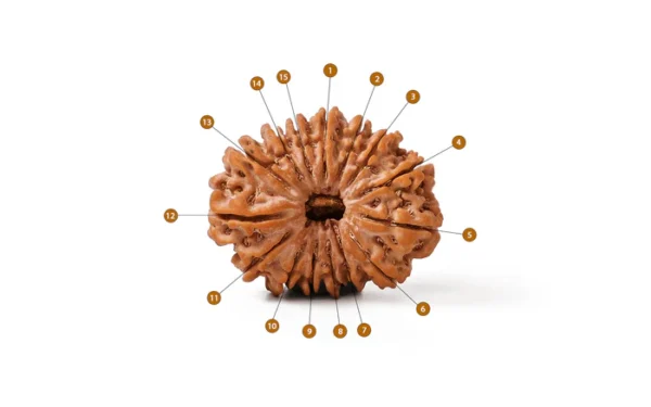 15_Mukhi_Rudraksha