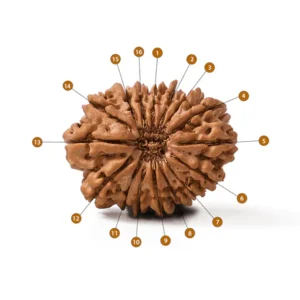 16_Mukhi_Rudraksha