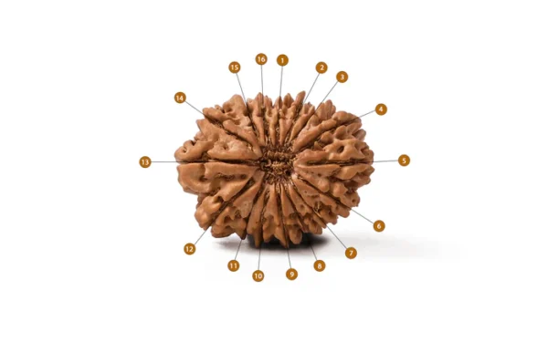 16_Mukhi_Rudraksha
