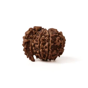 1_Mukhi Rudraksha