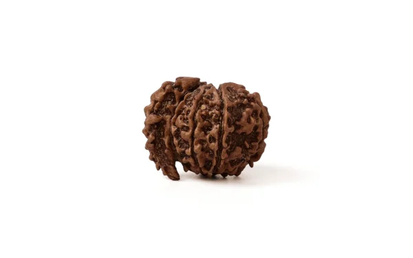 1_Mukhi Rudraksha