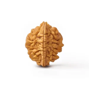 2_Mukhi_Rudraksha