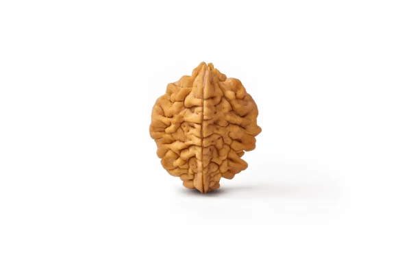 2_Mukhi_Rudraksha