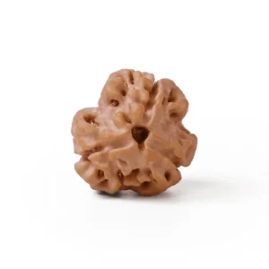 3_Mukhi_Rudraksha