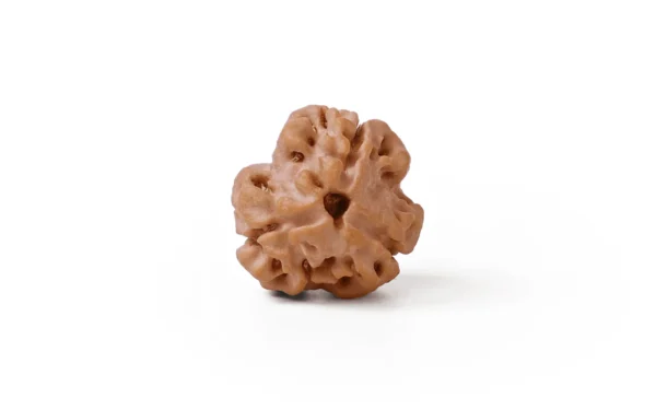3_Mukhi_Rudraksha