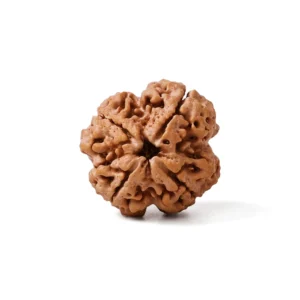 4_Mukhi_Rudraksha