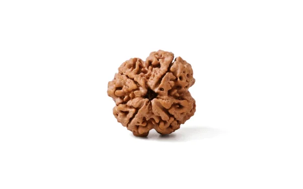 4_Mukhi_Rudraksha