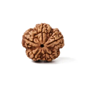 5_Mukhi_Rudraksha
