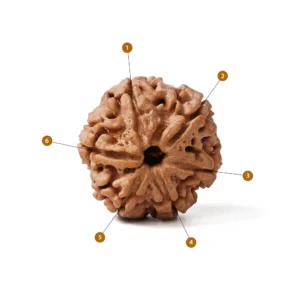 6_Mukhi_Rudraksha