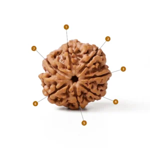 7_Mukhi_Rudraksha