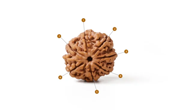 7_Mukhi_Rudraksha
