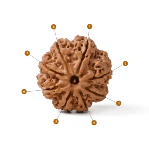 8_Mukhi_Rudraksha