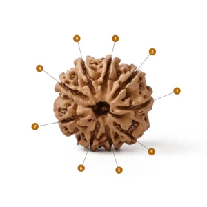 9_Mukhi_Rudraksha