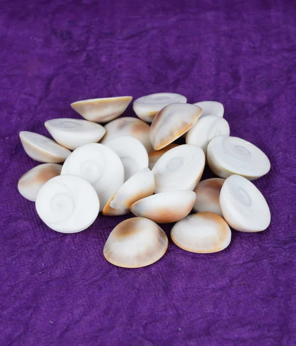 Natural Rare Gomti Gomati Chakra Original for Prosperity & Good Health | Vastu Product & Astrological Remedies (11pcs) - Image 2
